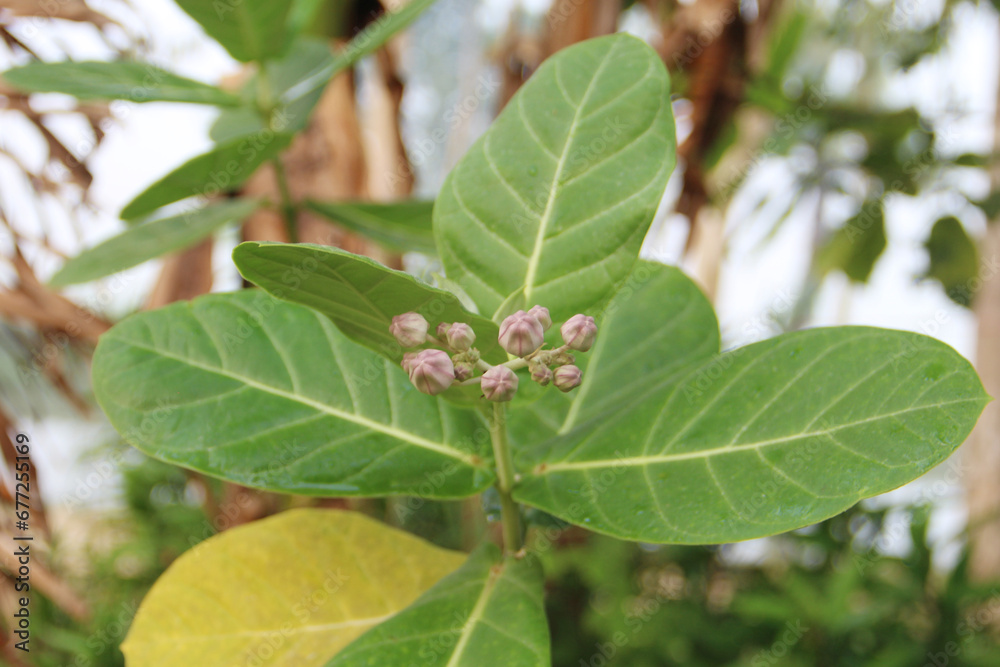 Calotropis gigantea plant, with fruit and flowers. Crown flower. leaves of the Cotinus coggygria. Calotropis gigantea plant, with fruit and flowers. Crown flower. leaves of the Cotinus coggygria.