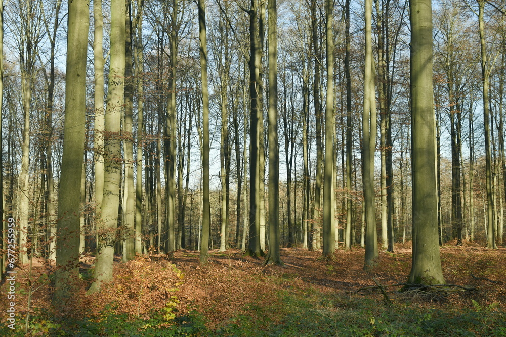 Jeunes hêtres au troncs très élancés dans la forêt de Soignes en fin d'automne à Groenendael au sud-est de Bruxelles Jeunes hêtres au troncs très élancés dans la forêt de Soignes en fin d'automne à Groenendael au sud-est de Bruxelles