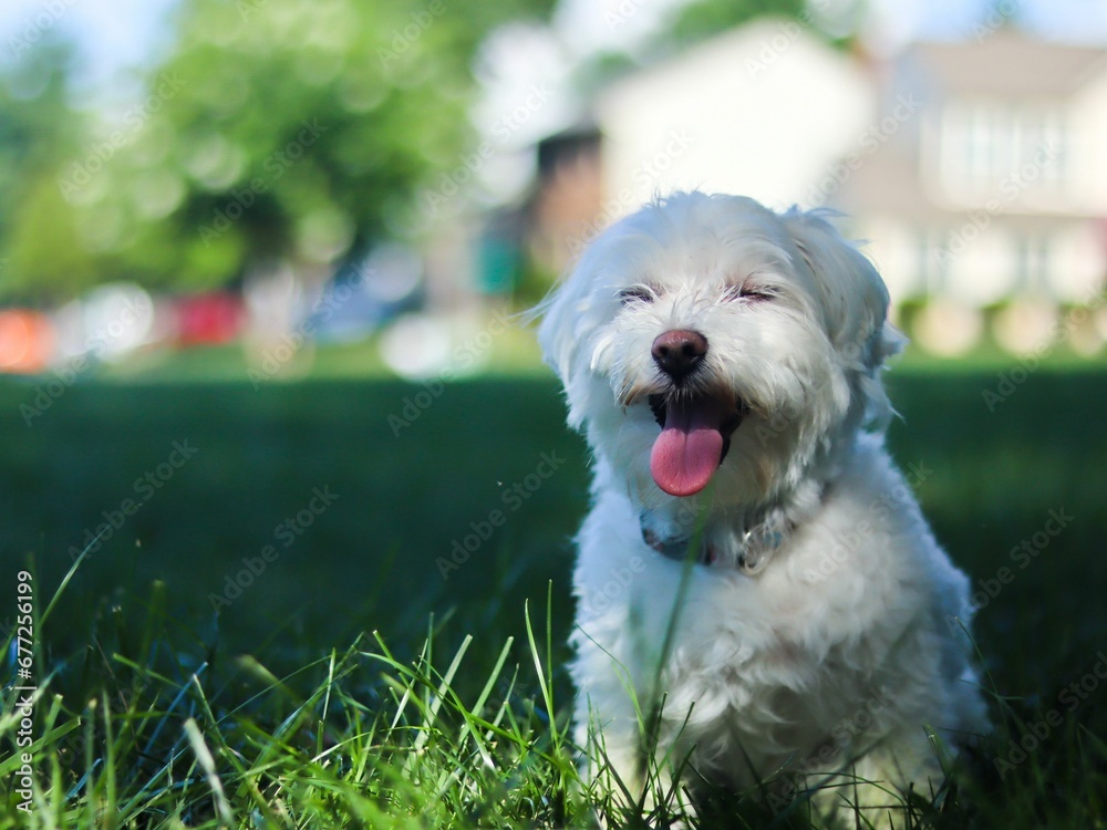 Cute Maltese dog in a park against blurred background