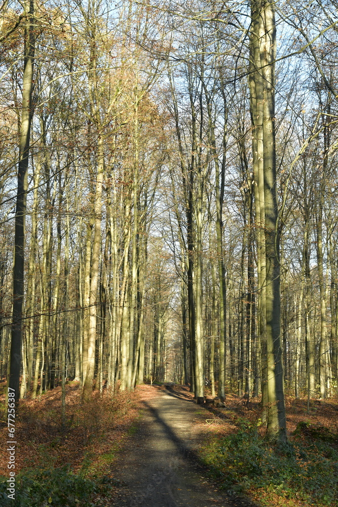 Jeunes hêtres au troncs très fins le long d'un chemin pour la promenade à la forêt de Soignes à Groenendael 