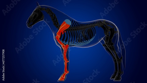 Forelimb bones of bone horse skeleton anatomy for medical concept 3D Illustration