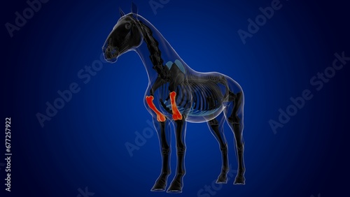 humerus bone horse skeleton anatomy for medical concept 3D Illustration