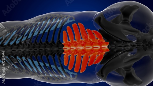 lumbar vertebrae horse skeleton anatomy for medical concept 3D Illustration