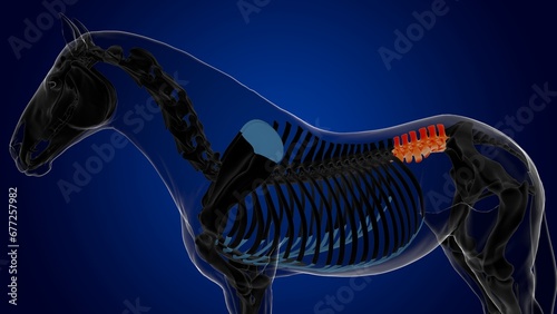 lumbar vertebrae horse skeleton anatomy for medical concept 3D Illustration
