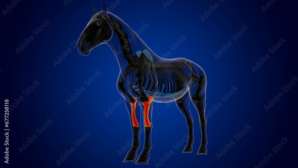 radius ulna bone horse skeleton anatomy for medical concept 3D Illustration