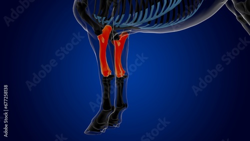 radius ulna bone horse skeleton anatomy for medical concept 3D Illustration