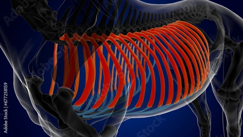 rib cage bones horse skeleton anatomy for medical concept 3D Illustration