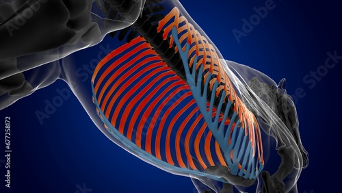 rib cage bones horse skeleton anatomy for medical concept 3D Illustration photo