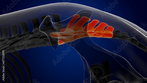 sacral vertebrae bone horse skeleton anatomy for medical concept 3D Illustration