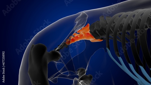 sacral vertebrae bone horse skeleton anatomy for medical concept 3D Illustration photo