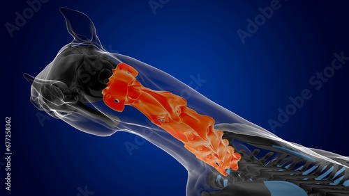 Cervical vertebrae horse skeleton anatomy for medical concept 3D Illustration