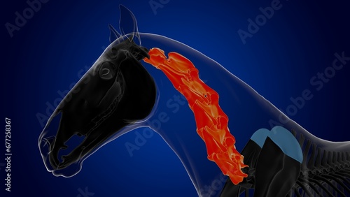 Cervical vertebrae horse skeleton anatomy for medical concept 3D Illustration