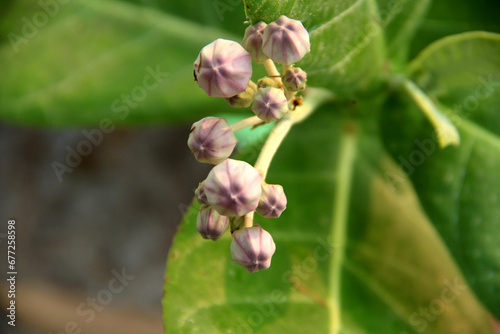 Calotropis gigantea plant, with fruit and flowers. Crown flower. leaves of the Cotinus coggygria.