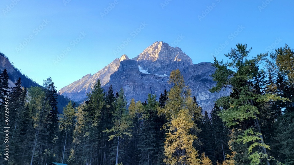 Landscape view of the fir forest trees and mountains against a blue sky