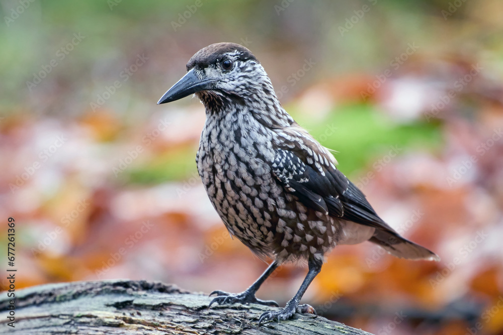 Obraz premium Spotted nutcracker (Nucifraga caryocatactes macrorhynchus)
