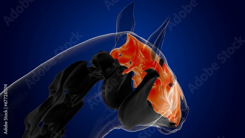 Skull bone horse skeleton anatomy for medical concept 3D Illustration