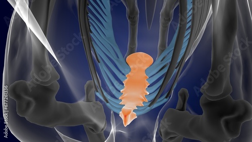 Sternum bone horse skeleton anatomy for medical concept 3D Illustration