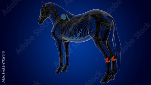 Tarsals bones horse skeleton anatomy for medical concept 3D Illustration