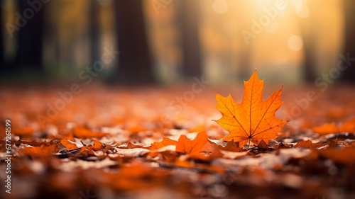 autumn leaves in the park. blurred bokeh background