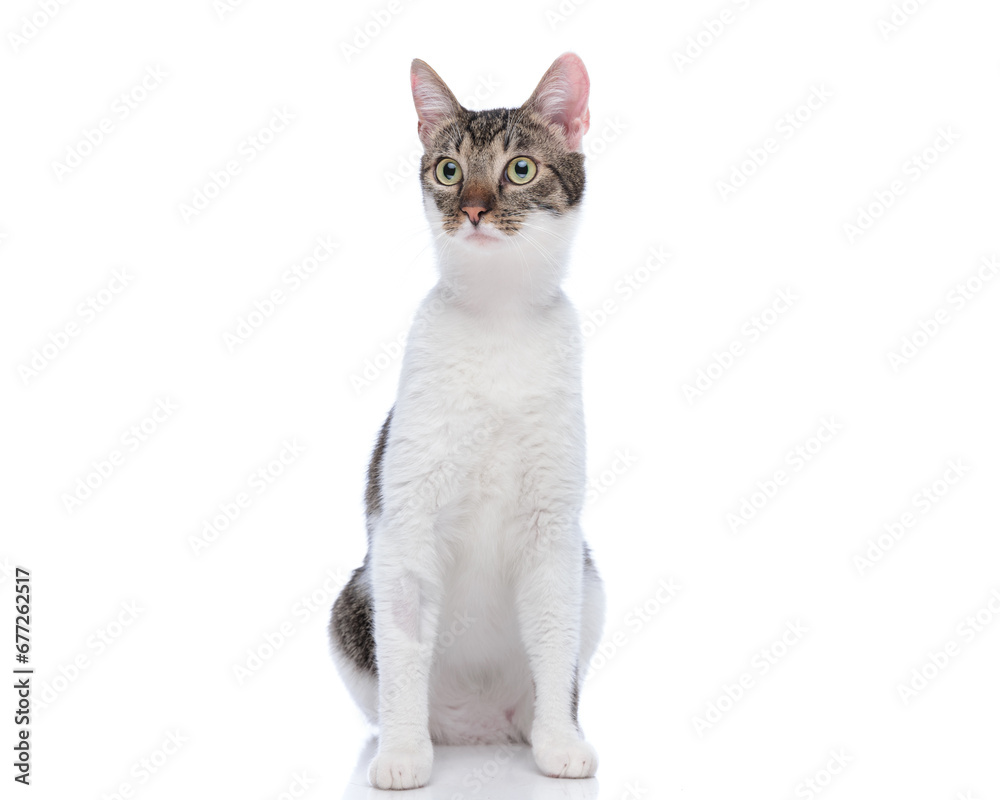 beautiful metis kitty looking away and sitting on white background