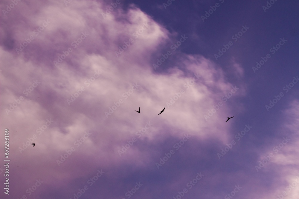 Beautiful view of birds flying on a cloudy day at night Beautiful view of birds flying on a cloudy day at night