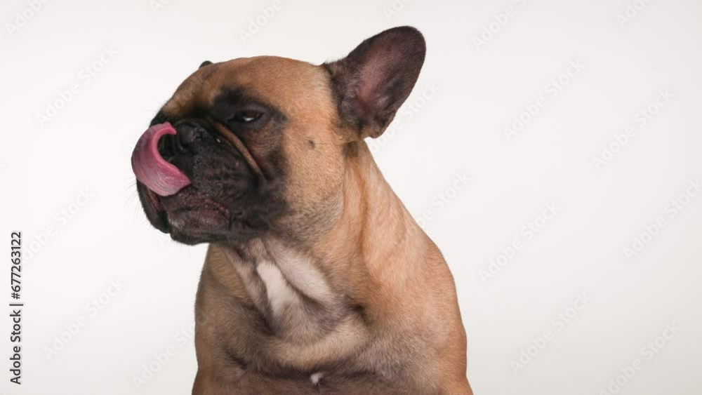 project video of lovely little Frenchie dog with tongue out licking nose, looking to side and walking away in front of grey background project video of lovely little Frenchie dog with tongue out licking nose, looking to side and walking away in front of grey background