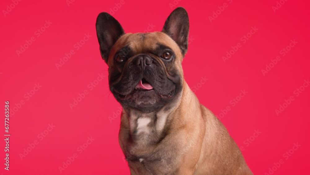 adorable little Frenchie dog sticking out tongue and panting while looking forward and sitting on red background adorable little Frenchie dog sticking out tongue and panting while looking forward and sitting on red background