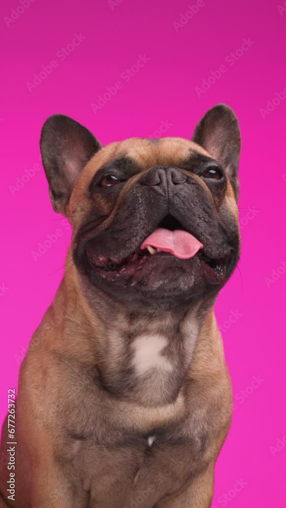 sweet French bulldog puppy looking up, sticking out tongue and panting while sitting on pink background sweet French bulldog puppy looking up, sticking out tongue and panting while sitting on pink background