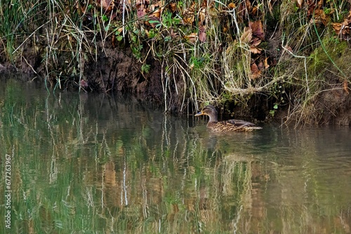 Cute Mallard duck  Anas platyrhynchos  swimming in a pond