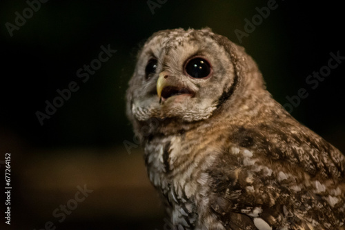 Baby tawny owl. Cria de cárabo común.
