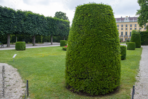 Garden of Schonbrunn Palace, topiary hedge and topiary photo