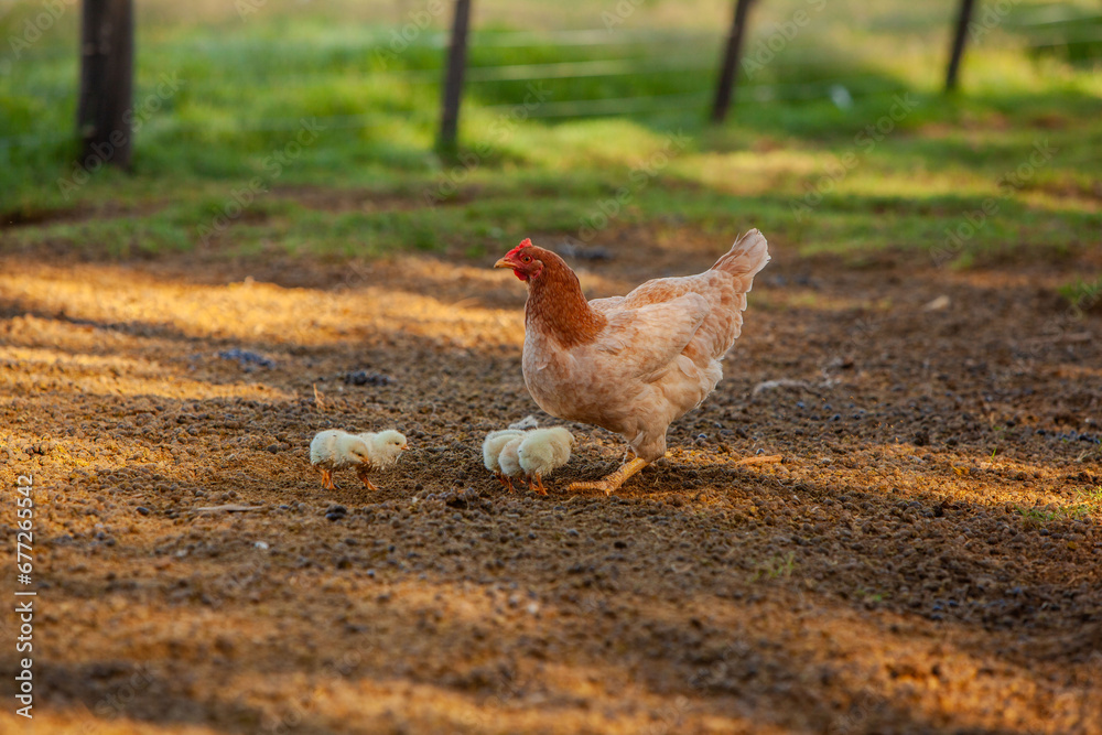 Fototapeta premium gallina en la granja con sus polluelos