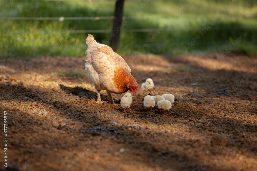 Fototapeta premium gallina en la granja con sus polluelos