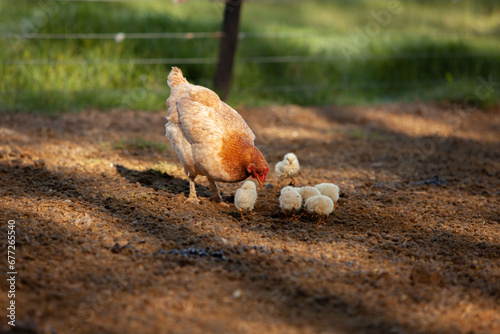 gallina en la granja con sus polluelos