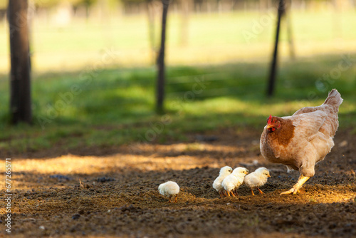 gallina en la granja con sus polluelos photo