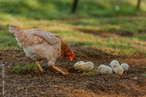 gallina en la granja con sus polluelos