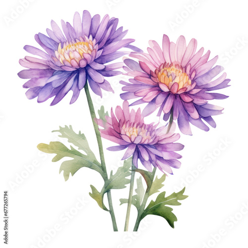 Aster  Flower watercolor. Flower watercolor   illustration.