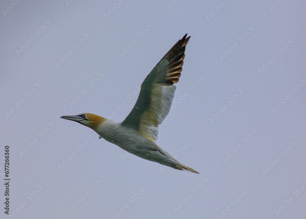 Morus bassanus, Gannet, spotted off the coast of Dublin, Ireland Morus bassanus, Gannet, spotted off the coast of Dublin, Ireland