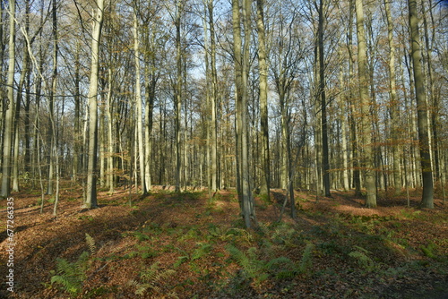 Jeunes hêtres au troncs très élancés dans la forêt de Soignes en fin d'automne à Groenendael au sud-est de Bruxelles