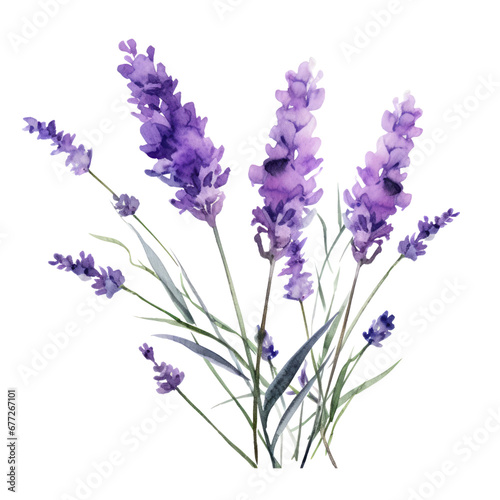 Blue Purple Lavender Flower Botanical Watercolor Painting Illustration