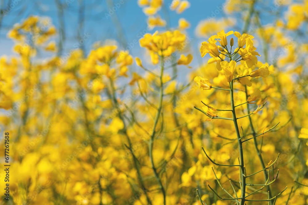 Canola or rapeseed crop is bright-yellow flowering plant cultivated mainly for its oil-rich seed Canola or rapeseed crop is bright-yellow flowering plant cultivated mainly for its oil-rich seed