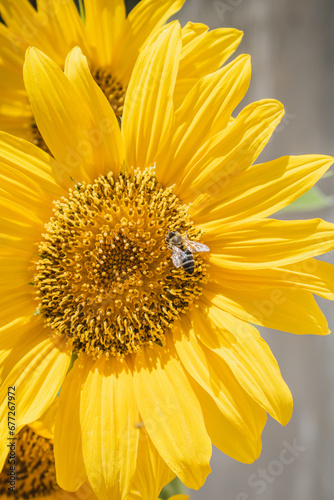 Bee on a sunflower flower pollinating