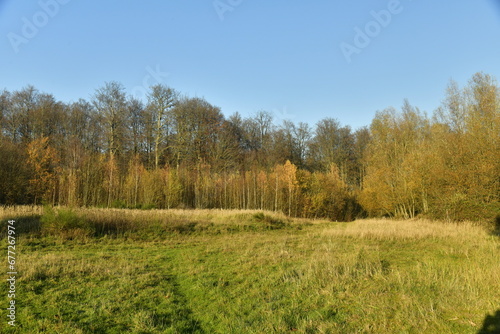 V  g  tation    la fin de l automne dans l une des clairi  res de la for  t de Soignes    Groenendael au sud est de Bruxelles 