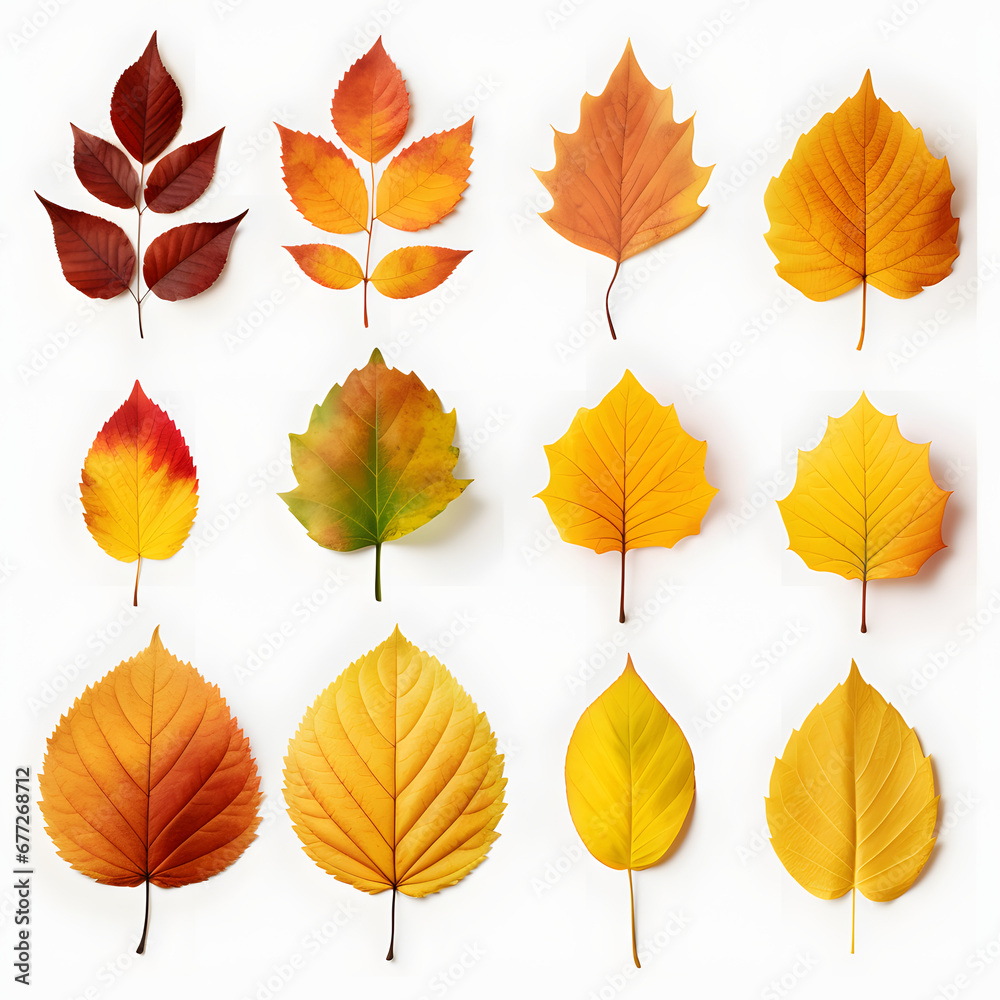 colorful autumn leaves on a white background. fallen yellow, orange, withered leaf. colorful autumn leaves on a white background. fallen yellow, orange, withered leaf.
