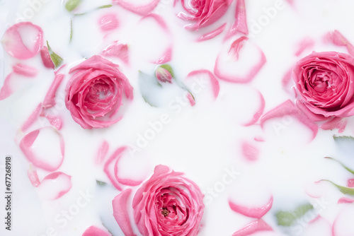 Pink rose flowers in milk bath. Beautiful flower background. Selective focus