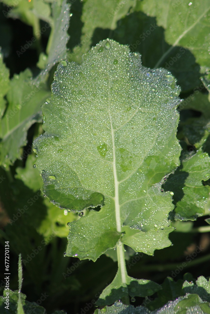 Photo of mustard greens leaf with water drops. Photo of mustard greens leaf with water drops.