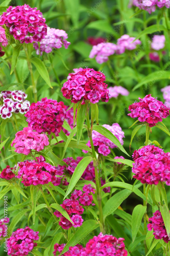 Carnation blooms on the flowerbed Carnation blooms on the flowerbed