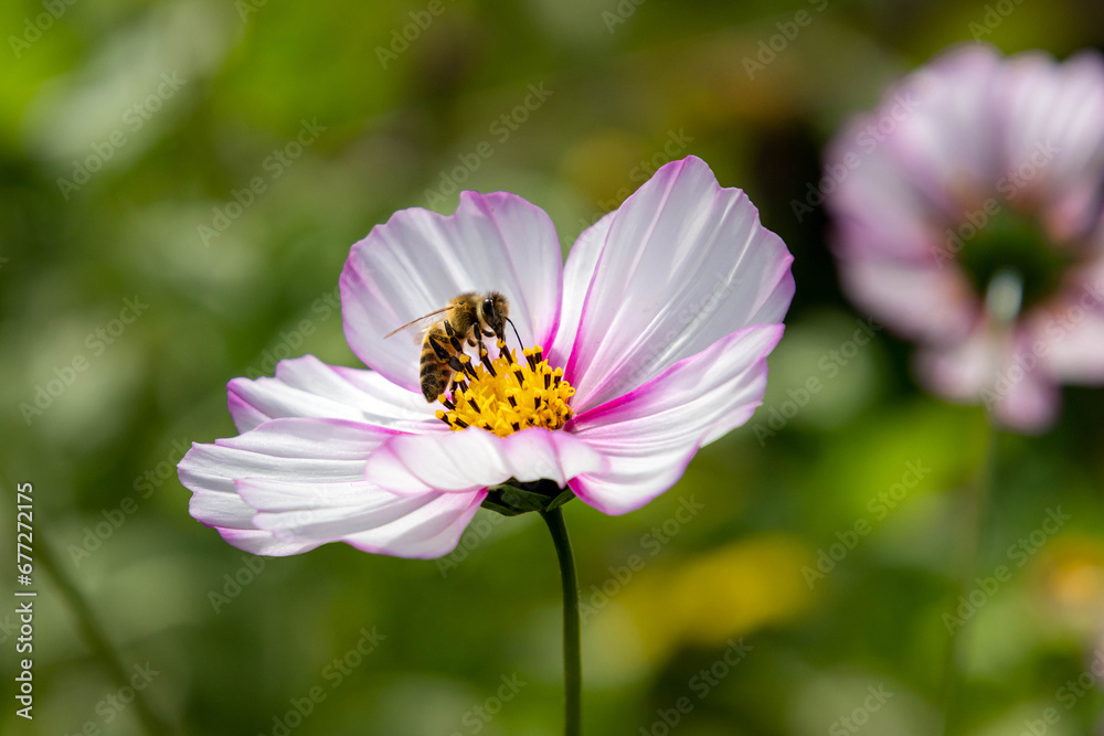 Macro of a honey bee on a pink cosmos blossom; save the bees pesticide free environmental protection concept Macro of a honey bee on a pink cosmos blossom; save the bees pesticide free environmental protection concept
