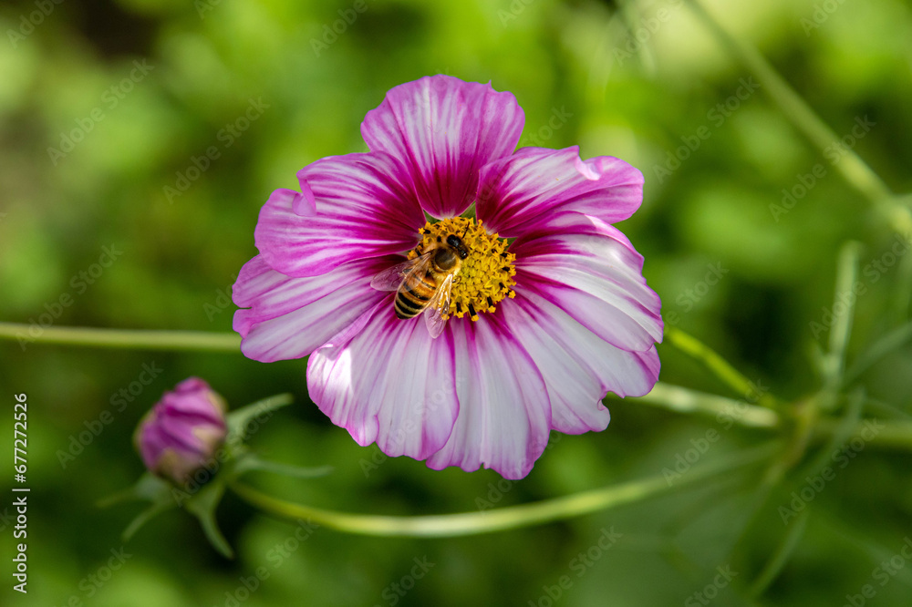 Obraz premium Macro of a honey bee on a pink cosmos blossom; save the bees pesticide free environmental protection concept