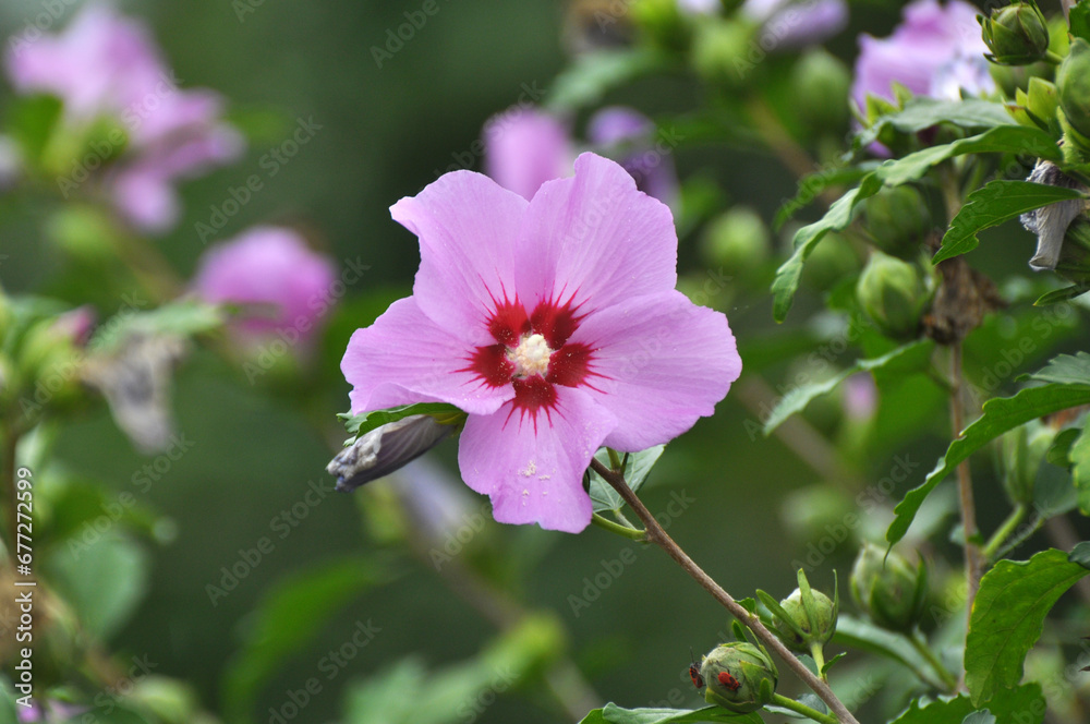 Hibiscus bush blooms in nature Hibiscus bush blooms in nature